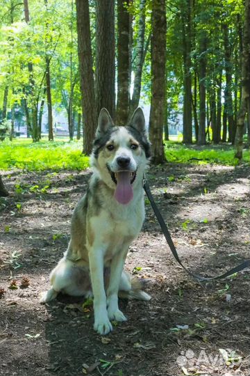 Собака Миша