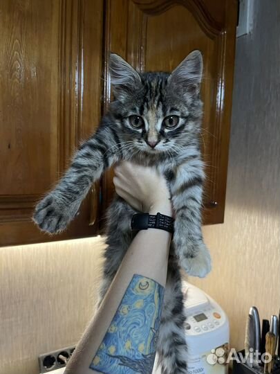 Найден котенок