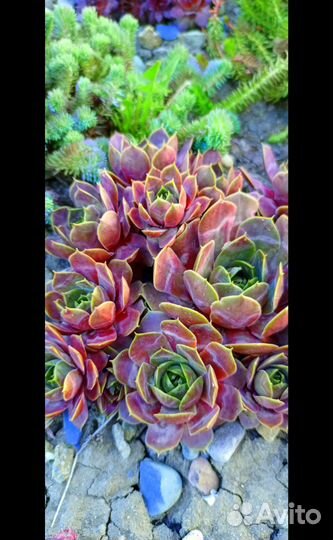 Набор каменных роз