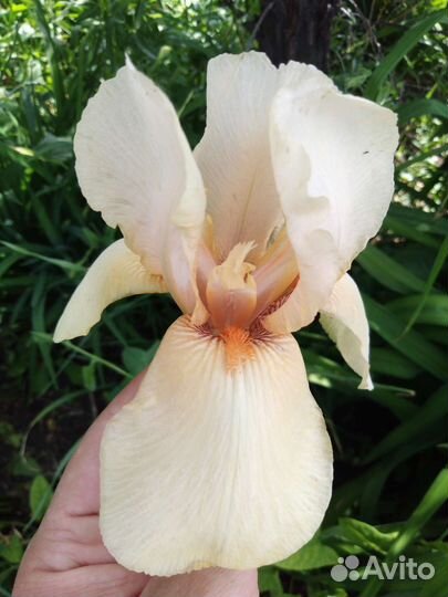 Ирисы бородатые сортовые