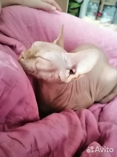 Передержка для кошек