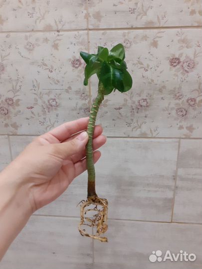 Укорененный черенок Миниадениума