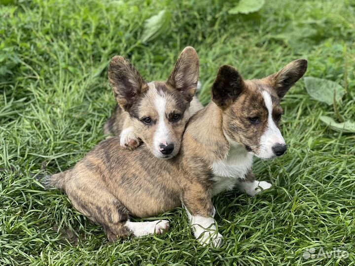 Вельш корги