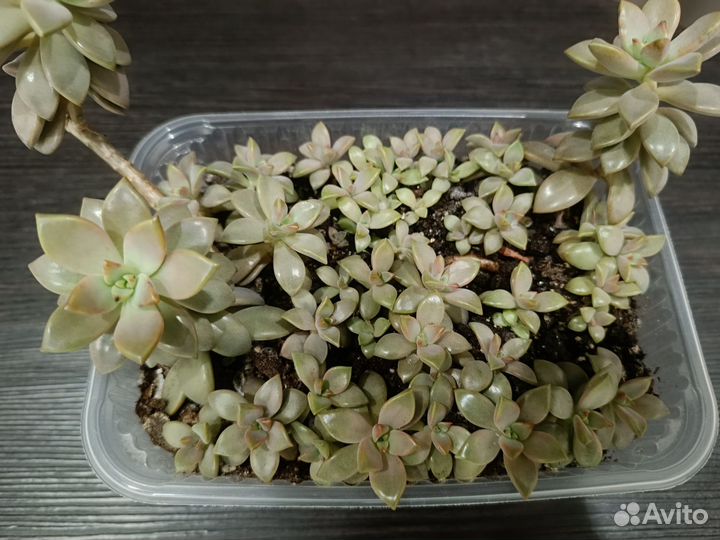 Суккуленты