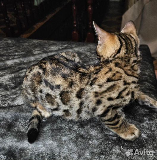 Бенгальская