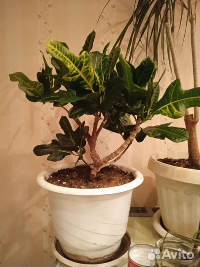 Кротон-Кодиеум экселент