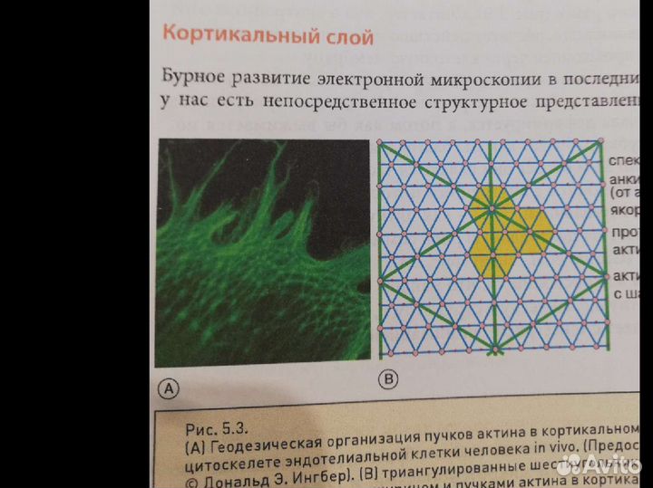 Биотенсегрити Грехам Скарр