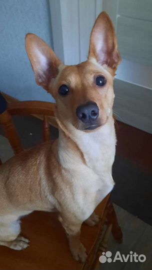 Собачка в добрые руки