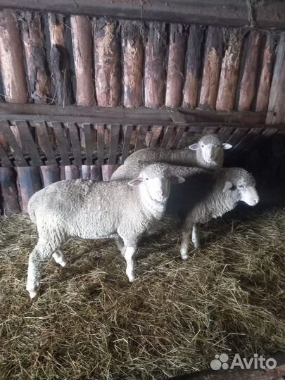 Овцы,Бараны