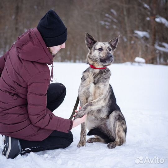 Тигровый парень в добрые руки бесплатно