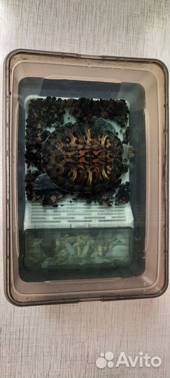 Красноухая черепаха с аквариумом