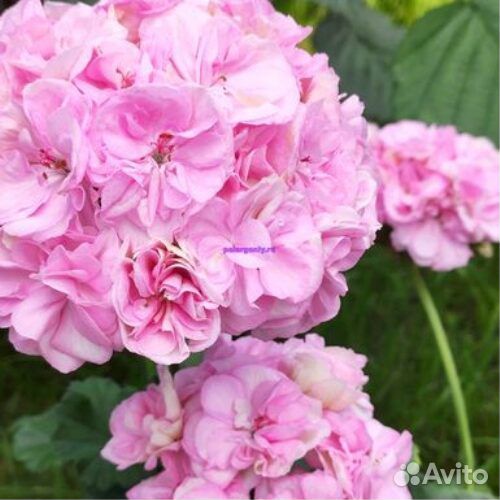 Укорененные черенки сортовых пеларгоний