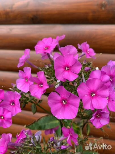 Флоксы метельчатые