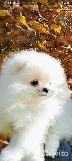 Щенок шпица