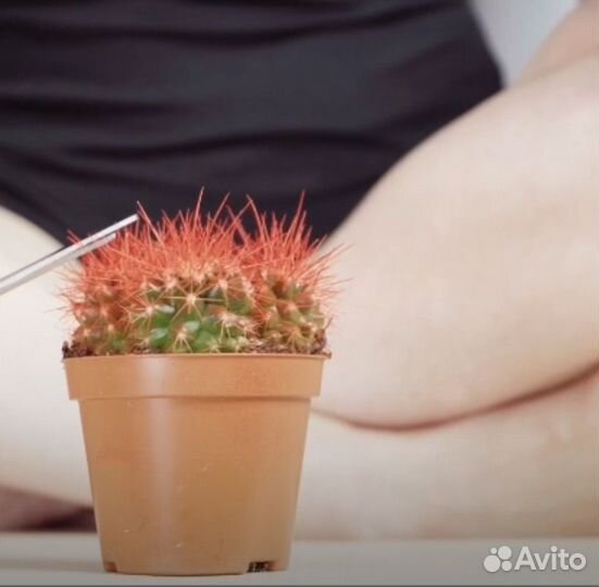 Продукция для шугаринга