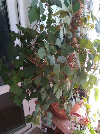 Цветы в горшках