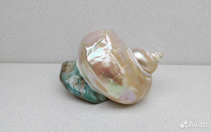 Марморатус 15,3*13,9 морская ракушка раковина