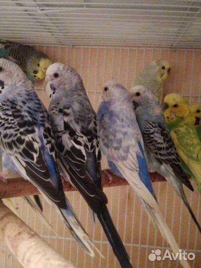 Волнистый попугай