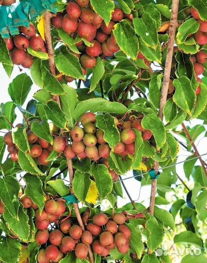 Актинидия аргута - Джамбо, Ананасная, Иссаи