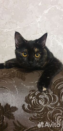 Кошка в дар бесплатно