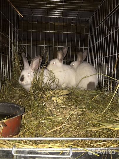 Кролики мясных пород