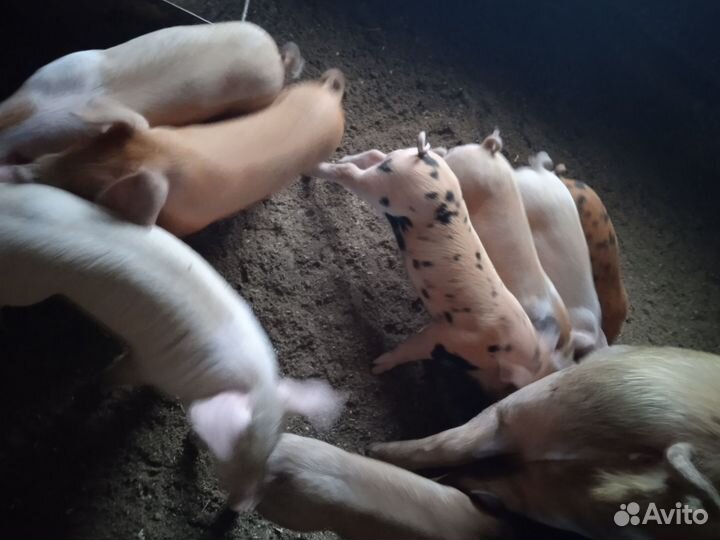 Поросенок кб+ Дюрок