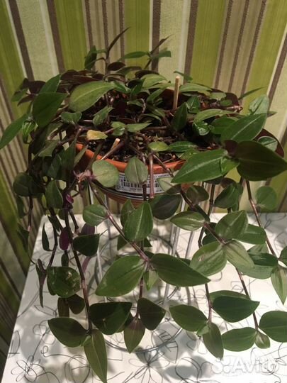 Традесканция, сансивьера