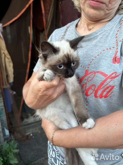 Сиамский котенок