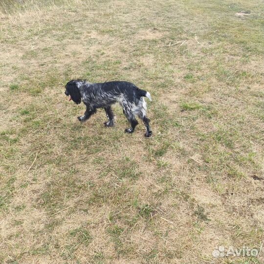 Русский спаниель вязка