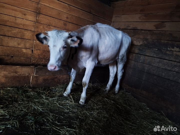 Корова телка 8 месяцев