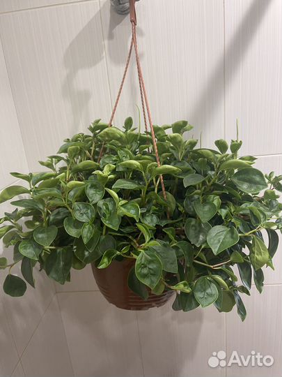 Пеперомия в подвесном кашпо комнатные цветы