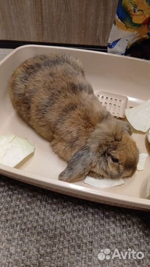 Кролик вислоухий