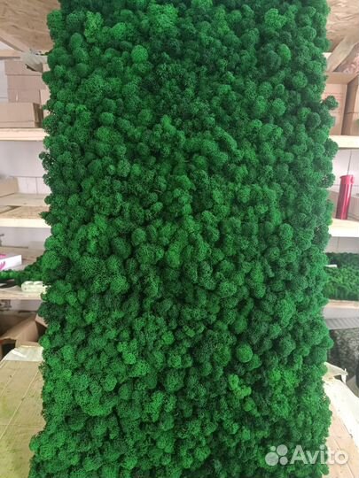 Мох стабилизированный оптом и в розницу