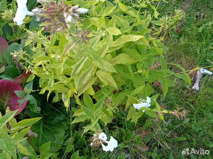 Флоксы белые