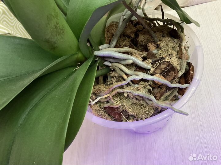 Королевская орхидея