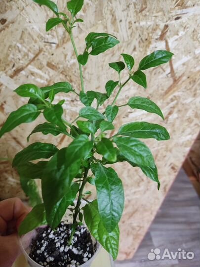 Декоративный перчик