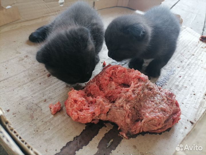 Мясокостный куриный фарш.(корм животным)
