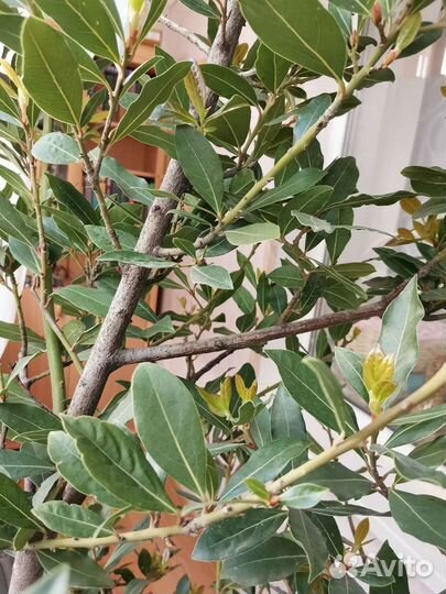 Лавровый куст