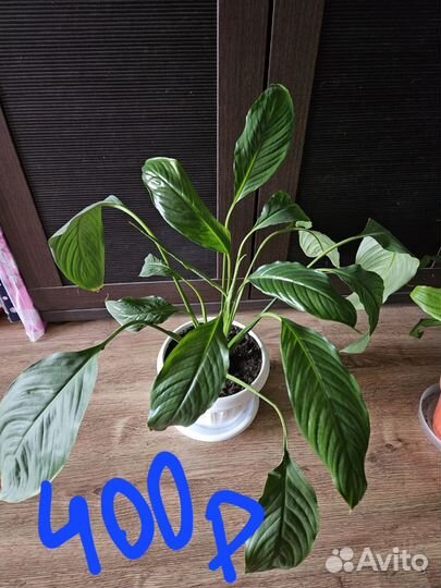 Спатифиллум