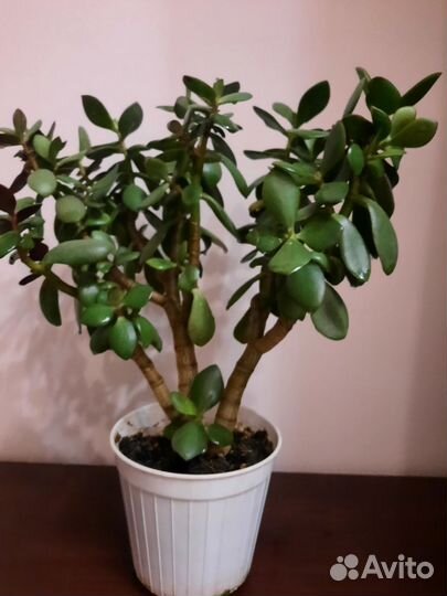 Денежное дерево толстянка