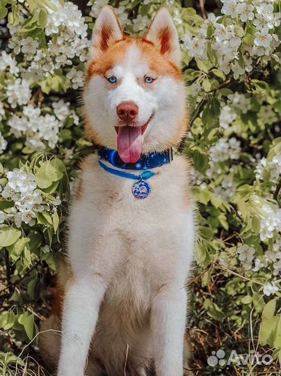 Адресник для собак и кошек