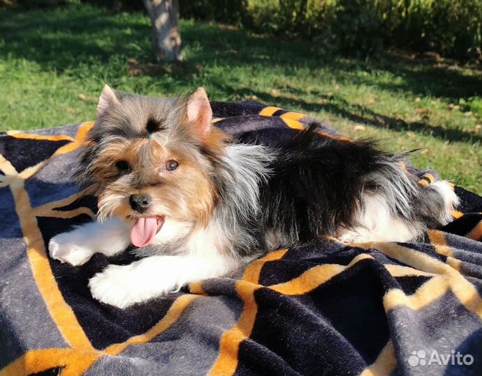 Малыш бивера