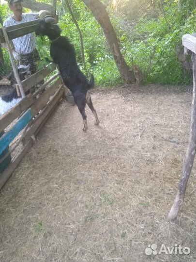 Нубийский козёл