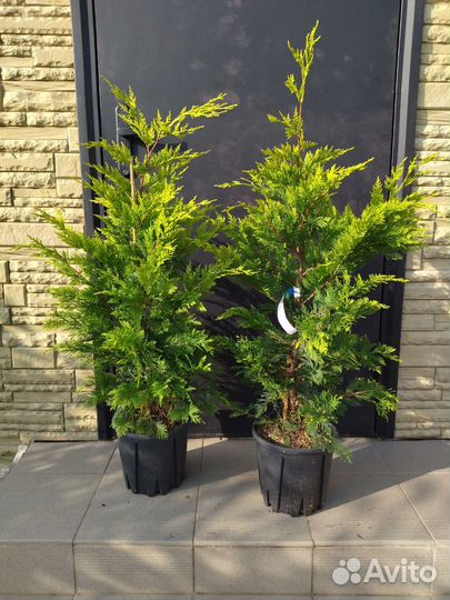 Купрессоципарис лейланда голдрайдер (краснодар)