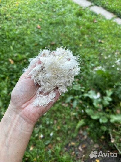 Пух гусиный