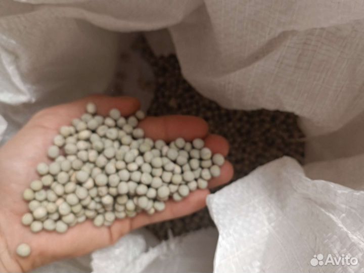 Семена гороха Мадрас (для микрозелени)