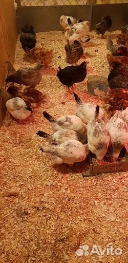 Куры несушки с доставкой