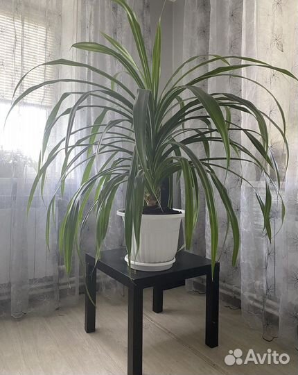 Пальма панданус