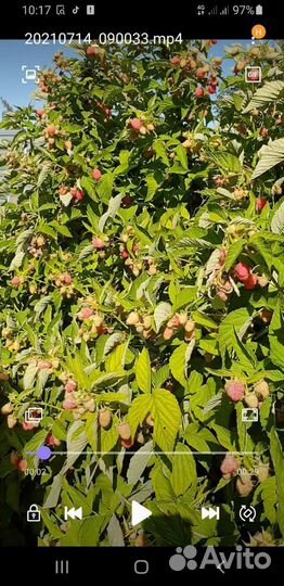 Саженцы малины и ежевики