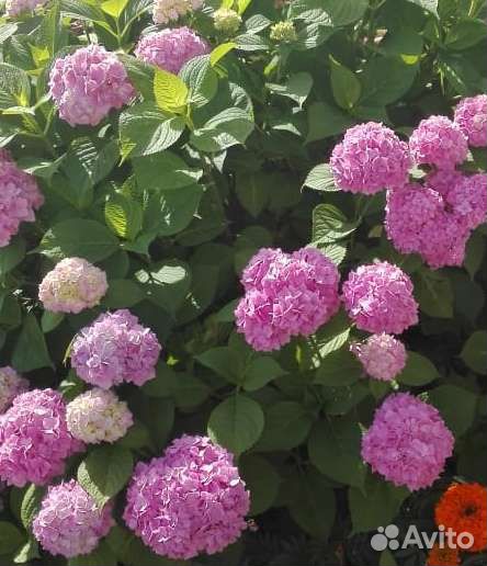 Гортензия розовая